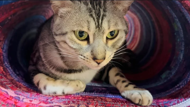 Video 11822871: snow lynx bengal, gorgeous silver bengal, kitty, cat