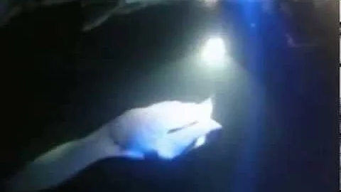 Manta Ray dive