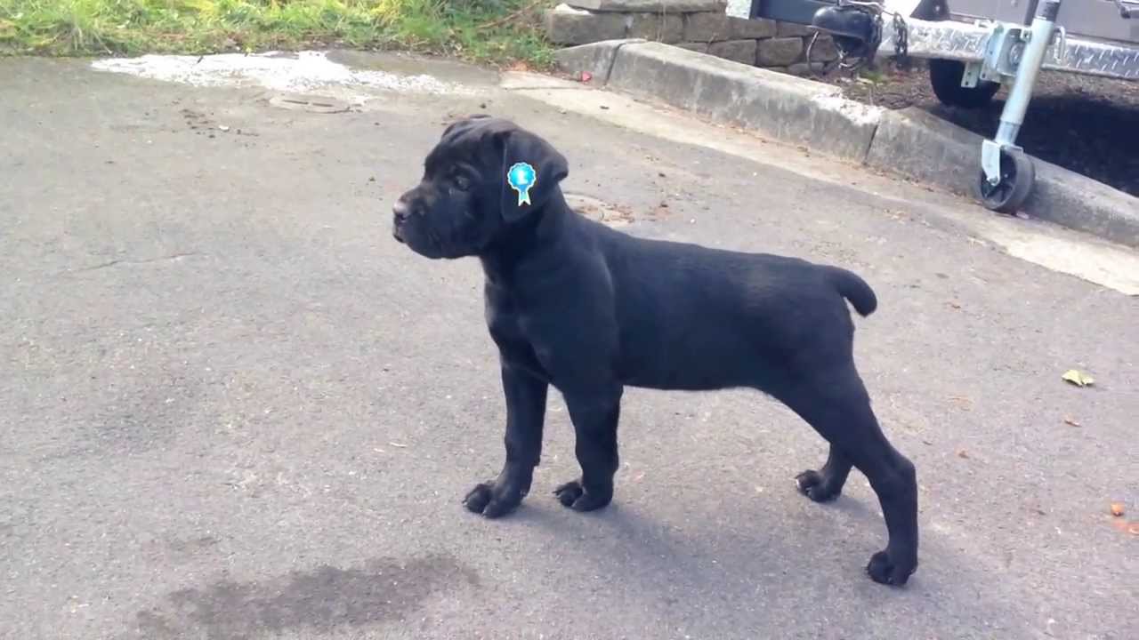 Black Female Cane Corso Italian Mastiff Youtube