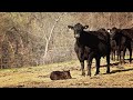 Calfnapping - Calf Abduction Season Is Here!