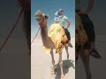 How I found a falcon in the desert😜 #desertsafari#QatarAdventure#sanddunes#travelreels#qatar2025