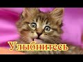 Смешное про животных|Приколы с котами| Видео про котов| Кошки|Позитив|Создай себе хорошее настроение