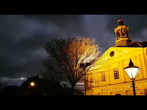 Het is dringen - na het rooien van de iep