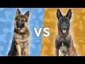 مقایسه ژرمن شپرد و مالینویز