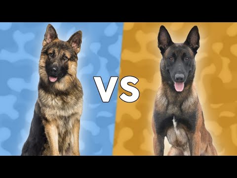 تصویری: کدام سگ مالنویز بلژیکی بهتر است یا ژرمن شپرد؟