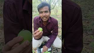 the Problem of Mango Farmers #mango
