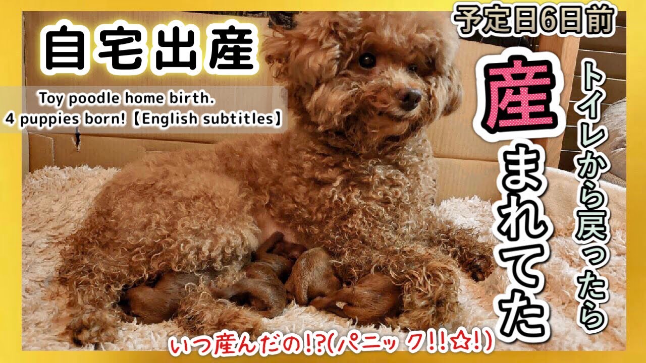 【蘇生･逆子･5歳初産】愛犬が母になりました。感動と波乱の自宅出産【Dog Birth】Toy poodle home birth. 4 puppies born!犬の出産