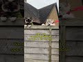 Where’s Santa #catvideos #animallovers #catlovers #catshorts #cute#petlovers