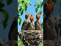 baby birds #hungrybirds #birds #jungle #elephant