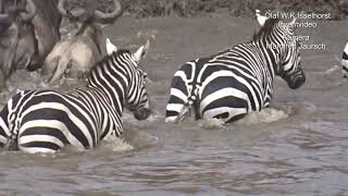 Kenia   Krokodil tötet Gnu -- Kenya crocodile kills wildebeest