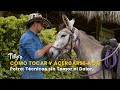 Cómo Tocar y Acercarse a un Potro: Técnicas sin Temor ni Dolor - TvAgro por Juan Gonzalo Angel