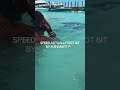 IShowSpeed Gets BIT By a Shark in the Bahamas! 🦈💀 #Shorts #IShowSpeed #shark
