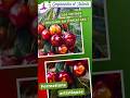 Les Cerises au pastel sec.