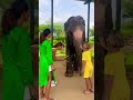 Giving food to elephants 😍🐘 #elephant #elefun #shorts #trendingshorts #hathi #elephants #shorts