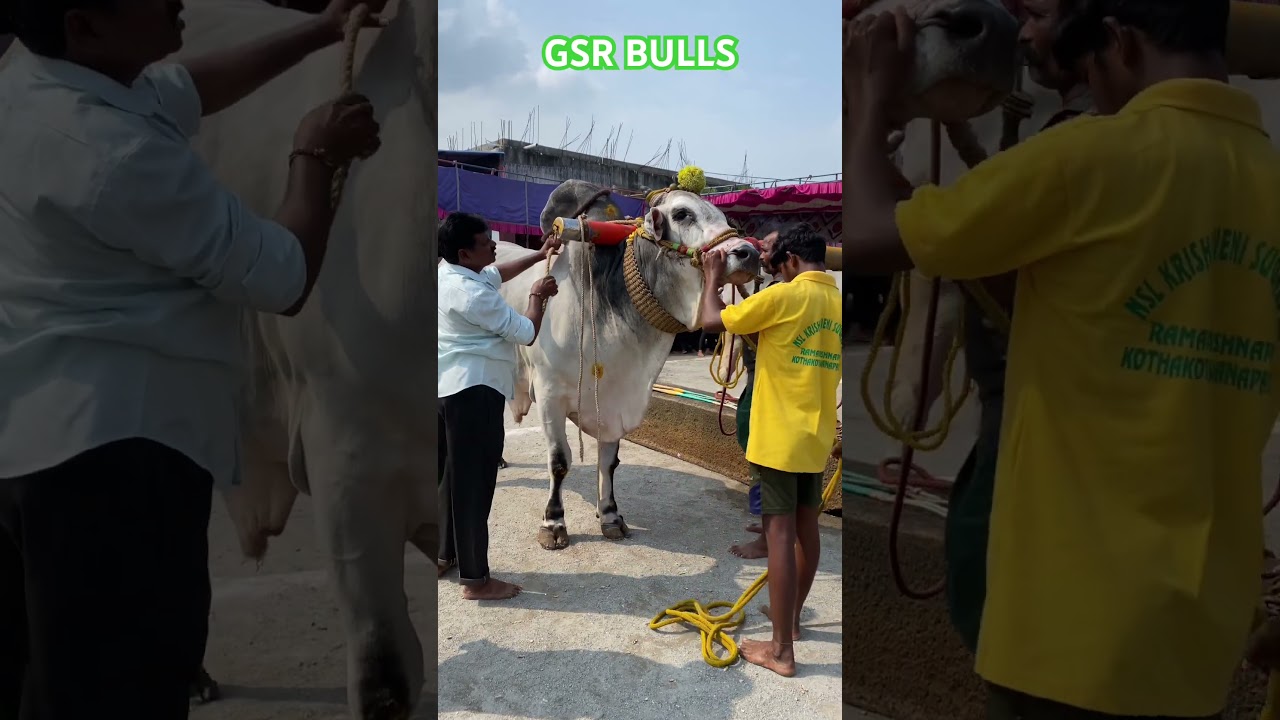 GSR BULLS