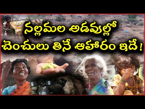 నల్లమల అడవుల్లో చెంచులు తినే ఆహారం ఇదే!|@ap39tv
