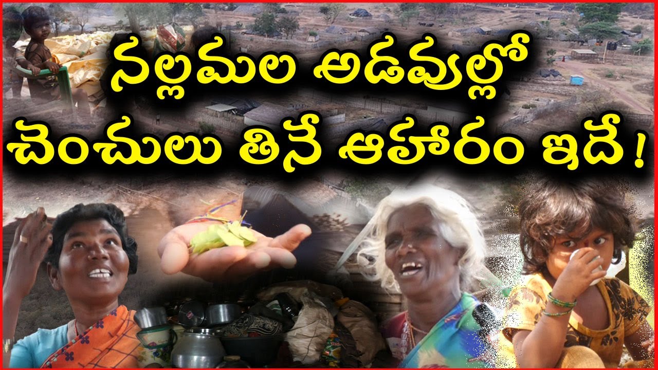 నల్లమల అడవుల్లో చెంచులు తినే ఆహారం ఇదే!|@ap39tv