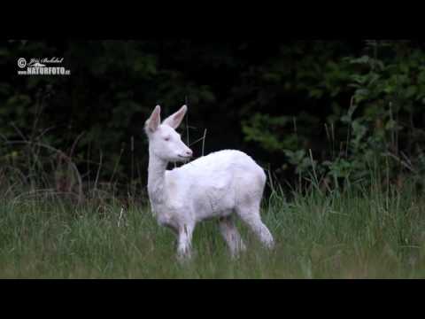 Srna - albín (Capreolus capreolus)