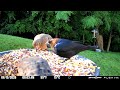 Brown headed cowbird has had its fill 6/15/26