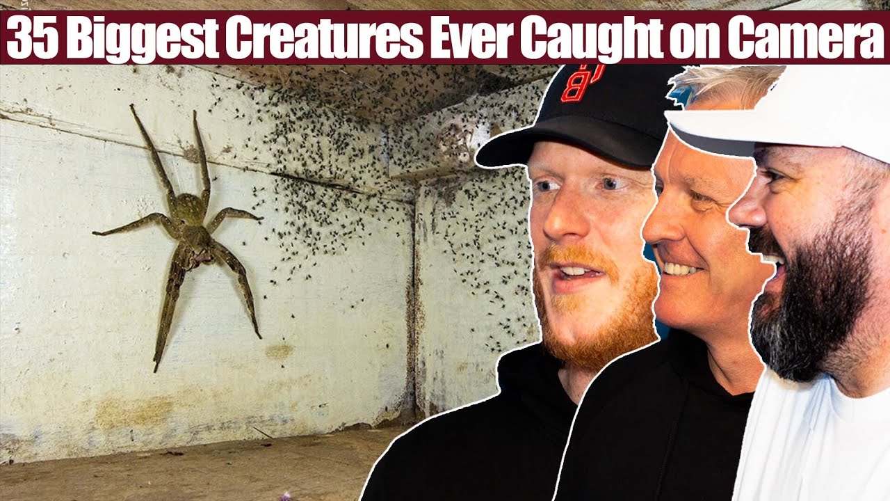 35 Biggest Creatures Caught on Camera REACTION | OFFICE BLOKES REACT!!