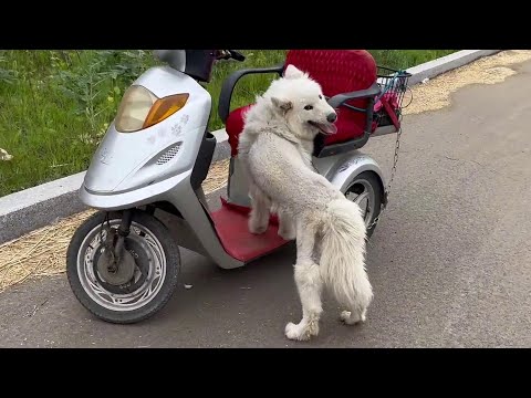 The dog was dragged by the cruel owner with a tricycle,  the toes were rubbed off and full of blood