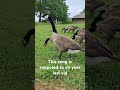 Geese