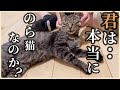 保護した野良猫を病院に連れて行ったら、まさかの病名が…