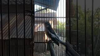 Download Lagu Si burung kapasan kemiri MP3