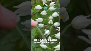 Apuane:non solo cave 🍀#apuanelibere #alpiapuane #montagna #ambiente #ecologia #orchidee #natura