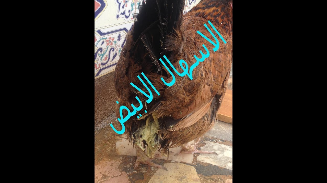 مرض الإسهال الابيض عند الدجاج