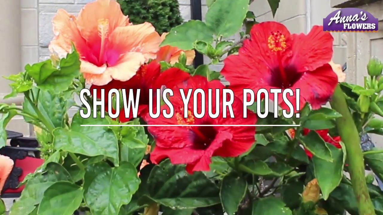 What's Growing On? Show Us Your Pots!