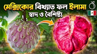 Mexico's famous Ilama fruit is now in Narsingdi, Bangladesh. Contact for saplings #Ilamafruit screenshot 1