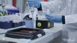 immunoMUSE® Amplify Protocol | Part 2: Antibody incubation
