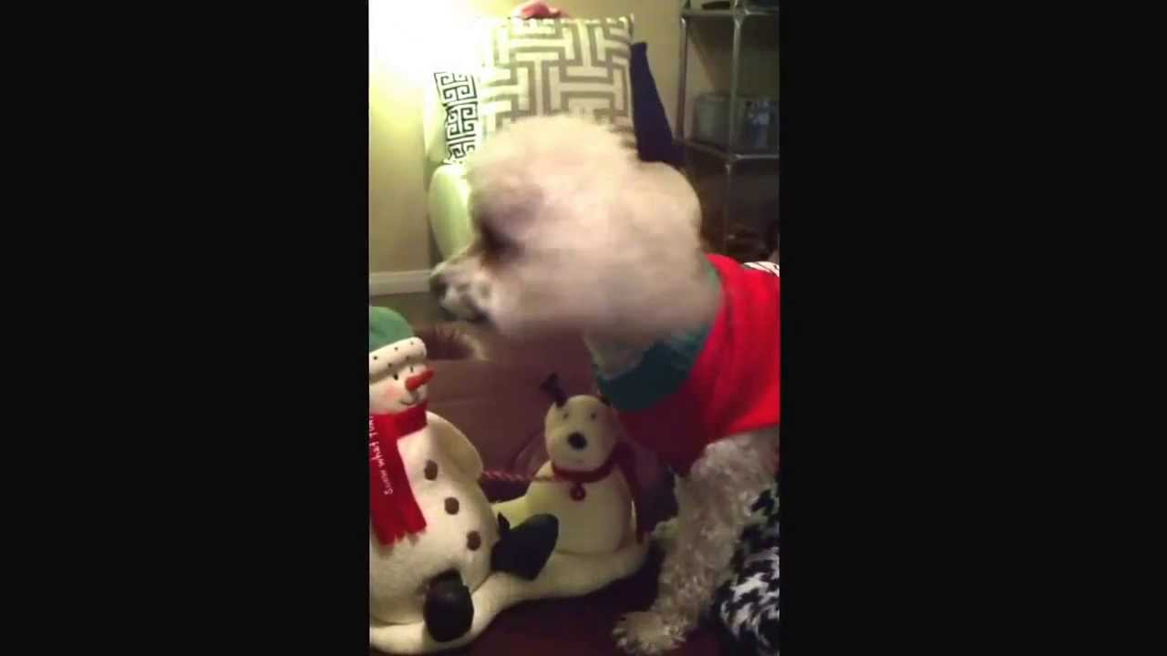 jingle bells by Ned the dog YouTube