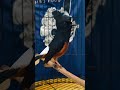 Hobi hewan #lovebirds #murai #merpati #macaw #parrot #kicaumania