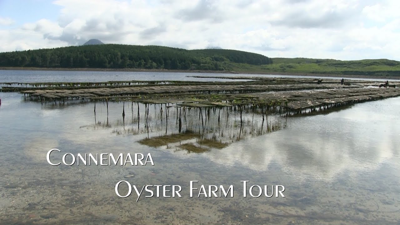 Connemara Oyster Farm Tour YouTube