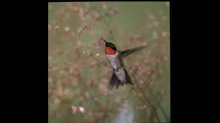 Ruby-throated Hummingbirds Ruby Throated Hummingbirds Threats And Predators