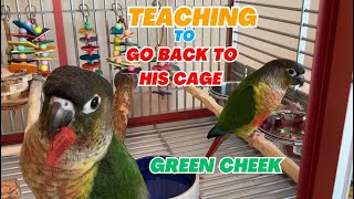 How to Teach a Green Cheek Conure to Go Back to His Cage