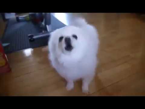 All of Gabe The Dog's Borks, Sniffs, and Howls.