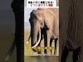 母象が見た残酷な現実！ すでに遅すぎた到着 #動物の現実 #自然界 #野生動物 #サバンナ #生命の循環