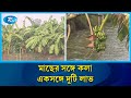 মাছের সঙ্গে ফাঁকা পুকুর পাড়েই লাখ টাকার কলা ! | Banana Farming | High Profit Farming | Rtv