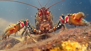 Sydney Giant Spiny Crayfish (Euastacus spinifer)