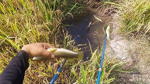 Kích Cá Cặp Theo Mương Ruộng Lúa Chín Trúng Đậm Cá Lóc Cá Rô Phi | kích cá miền tây