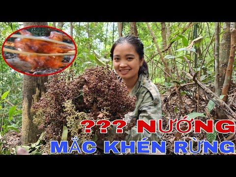 Video ĐI LẤY QUẢ MẮC KHÉN và MÓN TH.Ị.T RỪNG BÉO NGẬY - youtube