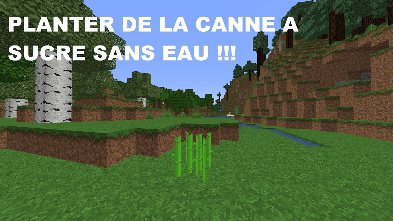 Planter canne a sucre minecraft