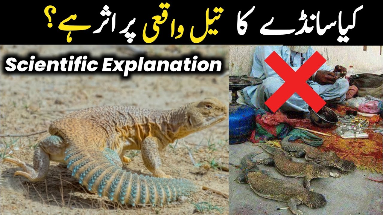 Sande Ka Tel Ki Haqeeqat Sanda Oil Does it Work? SpinyTailed