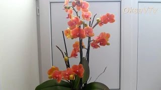 Уход за орхидей: Phalaenopsis отцвел, что делать? часть 2(Почему не следует торопиться обрезать отцвевший цветонос у орхидеи, продолжение. Делюсь своим опытом. част..., 2014-11-26T10:00:00.000Z)