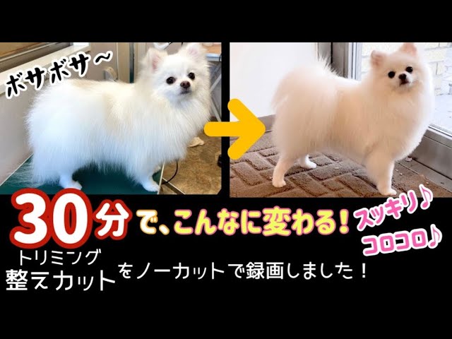 ポメラニアン 体のカット 全身を整える 短時間で仕上げよう Youtube