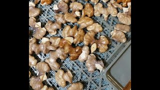 Rapid sawing Black Walnuts with the Walnut Saw™