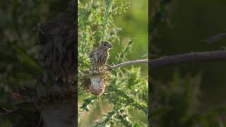 House Finch Eating